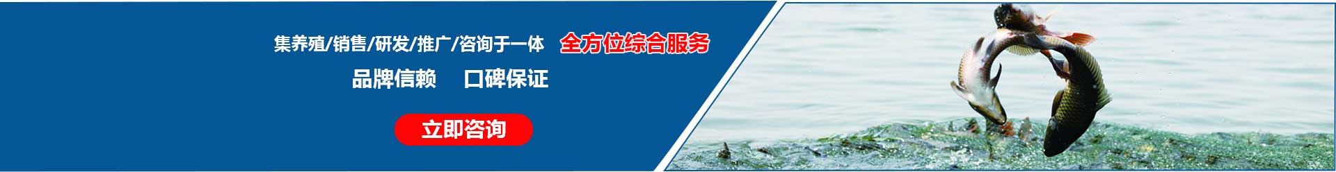 湖北胖頭魚(yú)廠(chǎng)家 湖北胖頭魚(yú)廠(chǎng)家